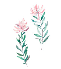 Watercolor pink Rose, alstroemeria lily, white peony, hydrangea, eucalyptus, plants and herbs. Wedding bunch of flowers. All elements are isolated and editable.