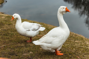 Two white geese. Geese in grass. Domestic birds. Selective focus