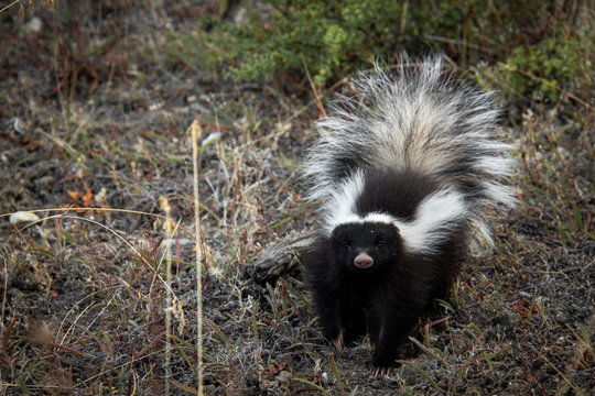 Una puzzola nel Parco Nazionale Patagonia, Patagonia, Cile
