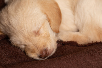 Close up of cute lab puppy sleeping on brown blanket
