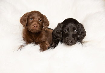 Two cute labradoodle puppies on white blanket