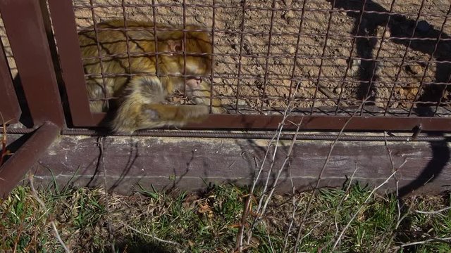 Cute monkey in cage searching for food. Real time full hd video footage.