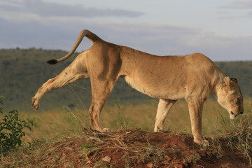 Naklejka premium Famale lion lying in the dry grass resting and stretching in Masai Mara, Kenya