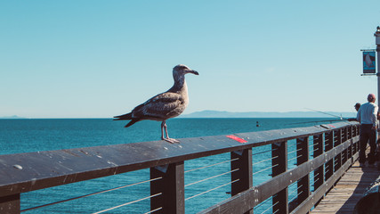 Fototapeta na wymiar Bird on pier