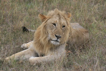 Male lion lying in the dry grass resting in Masai Mara, Kenya