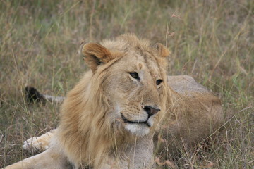 Naklejka na ściany i meble Male lion lying in the dry grass resting in Masai Mara, Kenya