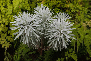 Beautiful green tree, plants, forest and flowers in the outdoor gardens