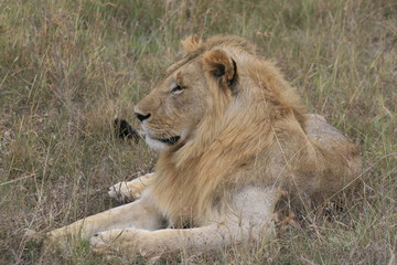 Male lion lying in the dry grass resting in Masai Mara, Kenya