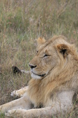 Fototapeta na wymiar Male lion lying in the dry grass resting in Masai Mara, Kenya