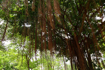 Fototapeta premium Beautiful green tree, plants, forest and flowers in the outdoor gardens