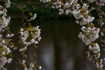 Natures Window