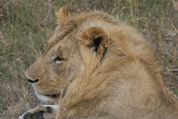 Male lion lying in the dry grass resting in Masai Mara, Kenya