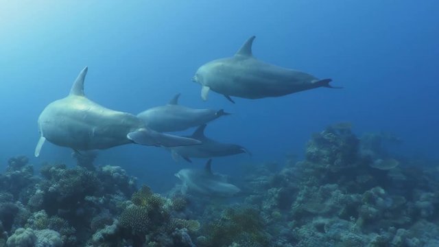the Caribbean Sea, dolphins swim under water.
