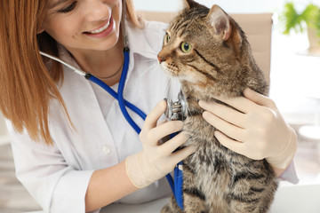 Professional veterinarian examining cute cat in clinic