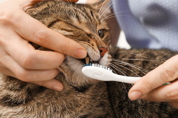Woman cleaning cat's teeth with toothbrush, closeup
