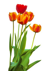 Five tulips blooming  on a bed on a white background isolated