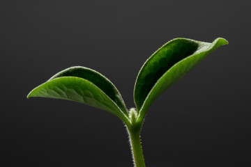 Close-up of seedling isolated on gray background