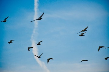 Birds flying in the sky
