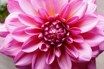 Close up shot of pink crimson dahlia flower with visible petal pattern on gigantic but. Isolated...