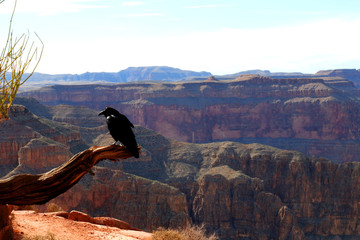 Black birds at the Grand Canyon, carved by the Colorado River in Arizona, United States. Grand Canyon National Park, Grand Canyon West, amazing view of the nature, breathtaking landscape.