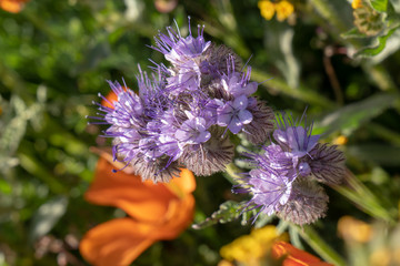 Close up of a blooming lacy phacelia wildflower in a field of poppies