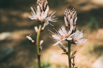 White vintage wild flowers background. Beautiful nature and springtime background with flowers.    