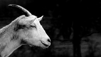 junger Ziegenbock schwarz weiss isoliert