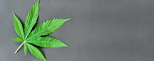 Green leaf of hemp on a dark background. Young cannabis plant. Northern light strain. Drug indica...