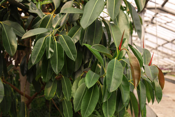 Tropical plant with many leaves in greenhouse. Home gardening