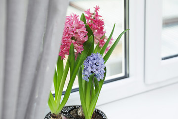 Blooming spring hyacinth flowers on windowsill at home, space for text