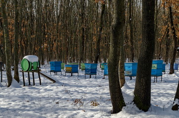 Snowy view toward apiary with bee hive in the winter field at deciduous forest, Zavet town, Bulgaria  
