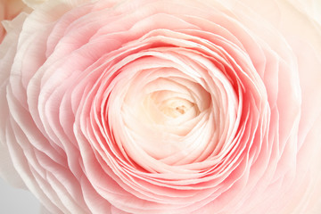 Beautiful ranunculus flower as background, macro view