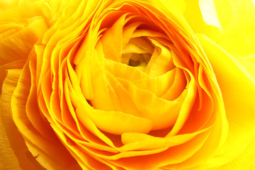 Beautiful ranunculus flower as background, macro view