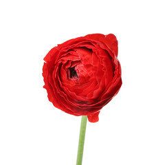 Beautiful spring ranunculus flower isolated on white