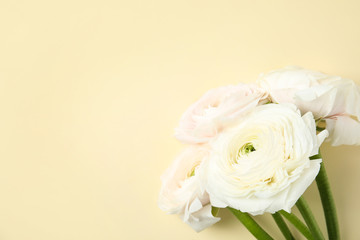 Beautiful ranunculus flowers on color background, top view. Space for text