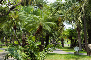 Obraz premium Beautiful green tree, plants, forest and flowers in the outdoor gardens