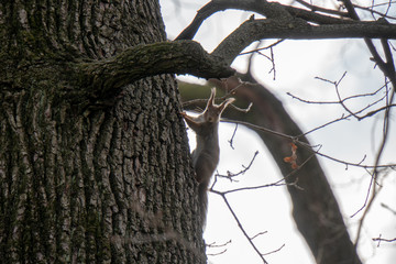 Eichh&ouml;rnchen auf Baum