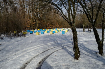 Snowy view toward apiary with bee hive in the winter field at deciduous forest, Zavet town, Bulgaria  