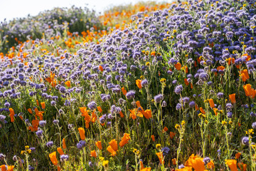 Backlit, afternoon sun view of orange poppies and lacy phacelia during the California wildflower super bloom