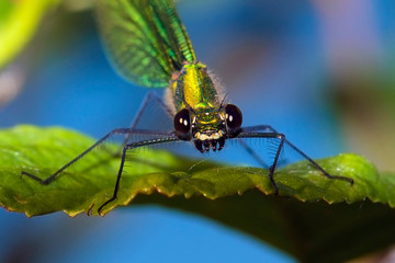 dragonfly on leaf