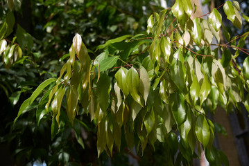 Fototapeta premium Cinnamomum burmannii 