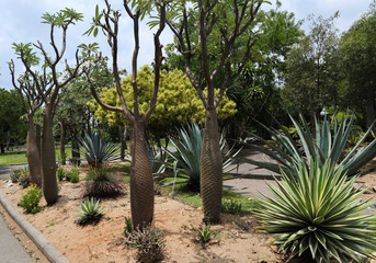 Obraz premium Beautiful green tree, plants, forest and flowers in the outdoor gardens