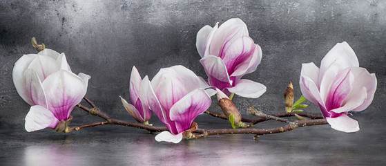 Wunderschöner Magnolienzweig isoliert auf anthrazitem Hintergrund - obrazy, fototapety, plakaty