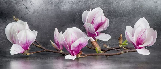 Foto auf Leinwand Wunderschöner Magnolienzweig isoliert auf anthrazitem Hintergrund © Corri Seizinger