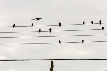 Group of small birds on electric wires just like a music score, in Joaquina Beach, Florianopolis,...