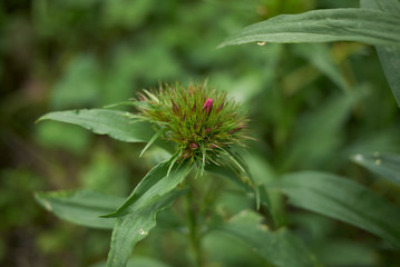 Dianthus barbatus