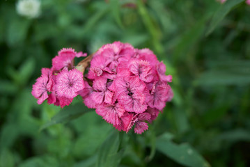 Dianthus barbatus