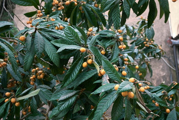 Eriobotrya  japonica