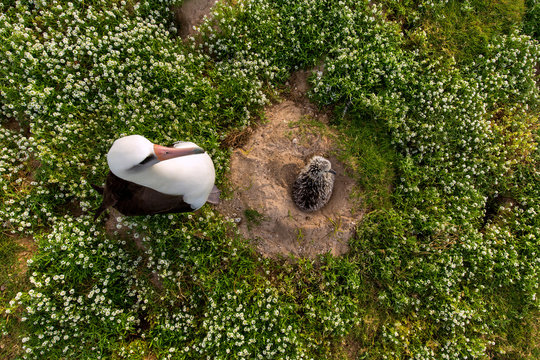 Laysan albatross female with chick at Midway Atoll National Wildlife Refuge