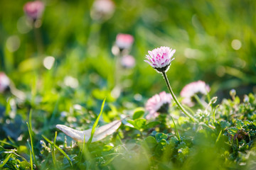 Wild camomile daisy flowers growing on green meadow
